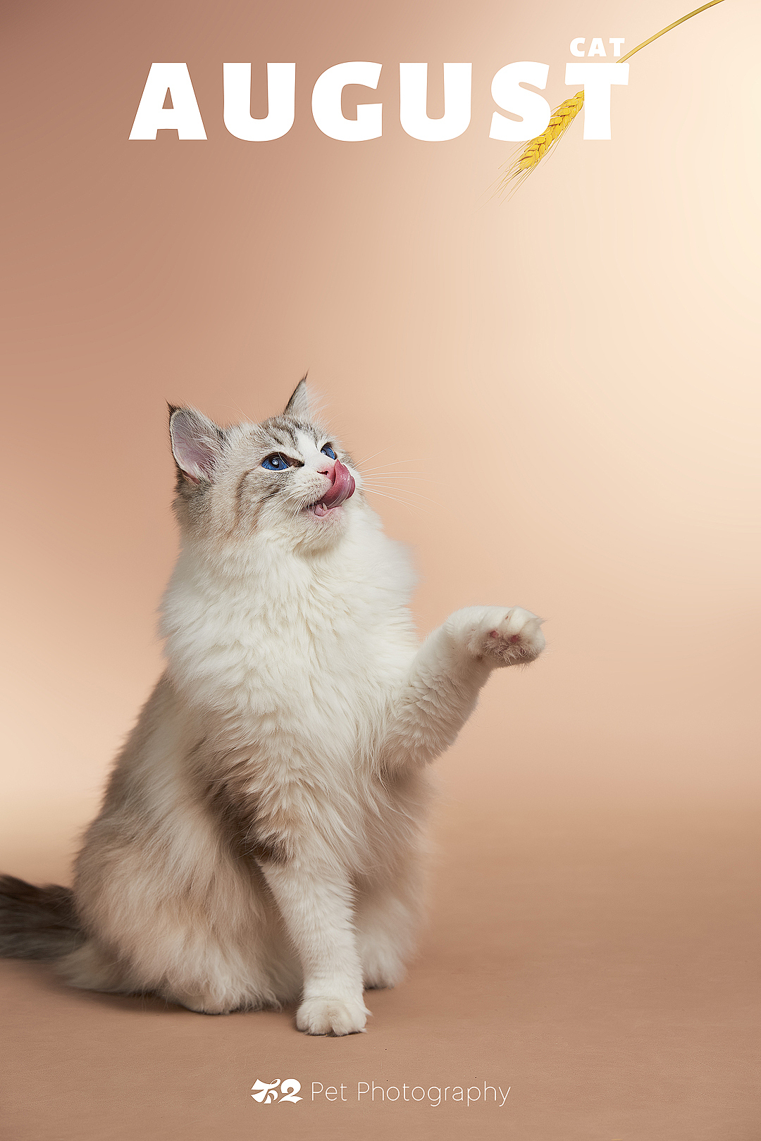 烟台美食摄影 | 萌宠 ✖ 不二造相