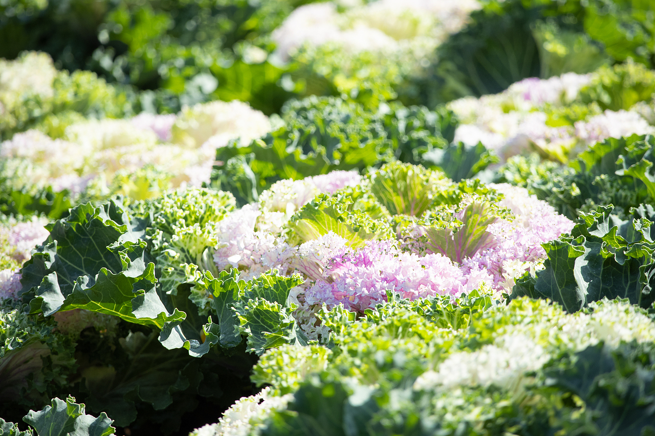 植物（图ZMzMyODQyODk2） - 风光摄影 - 站酷设计师千柚橘原创素材 - 站酷ZCOOL