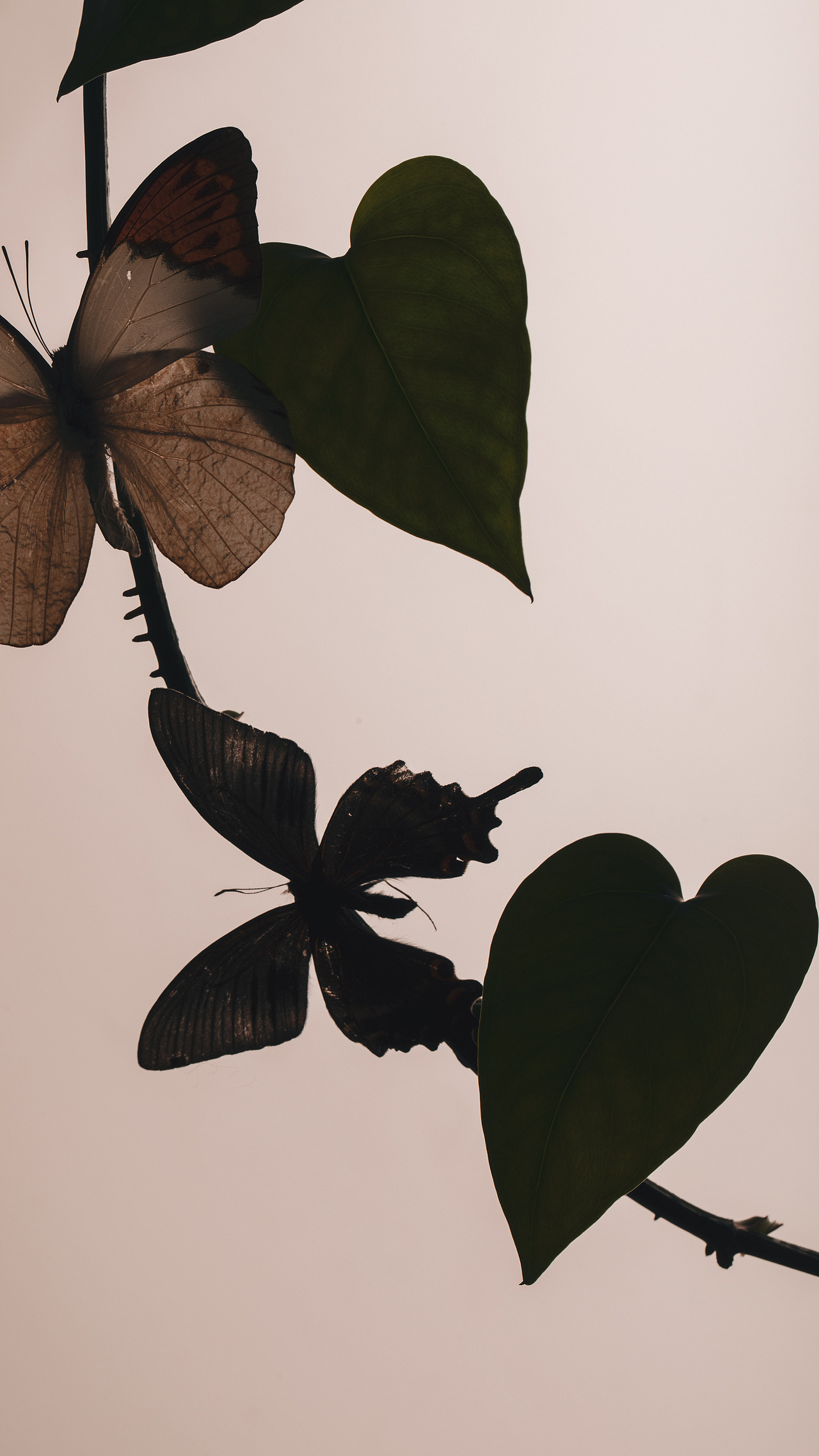 香氛产品拍摄｜无妨 x 情人节主题视觉（图ZMzM1NDYzMjUy） - 产品摄影 - 站酷设计师7wenxu原创素材 - 站酷ZCOOL