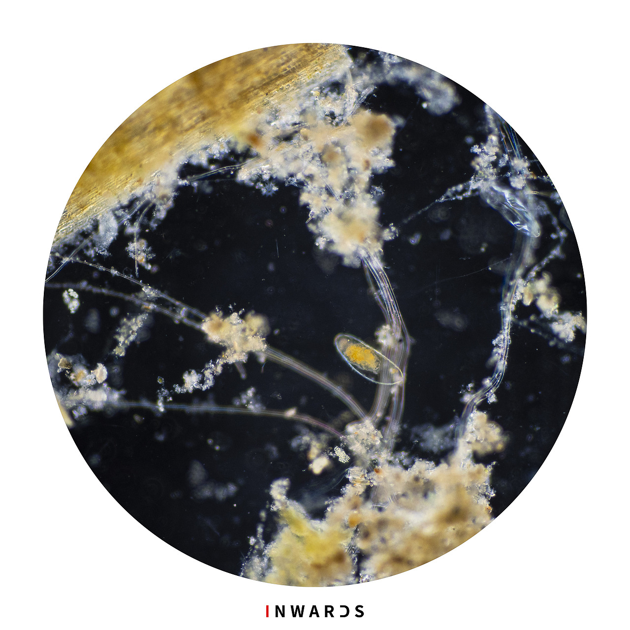 🦠（图ZMzAxOTEyOTgw） - 其他摄影 - 站酷设计师侯伯Sur原创素材 - 站酷ZCOOL