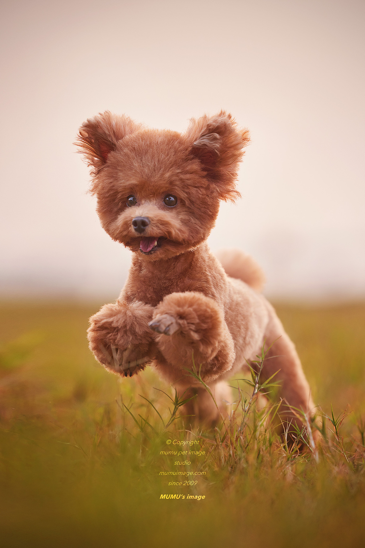 Teddy's autumn