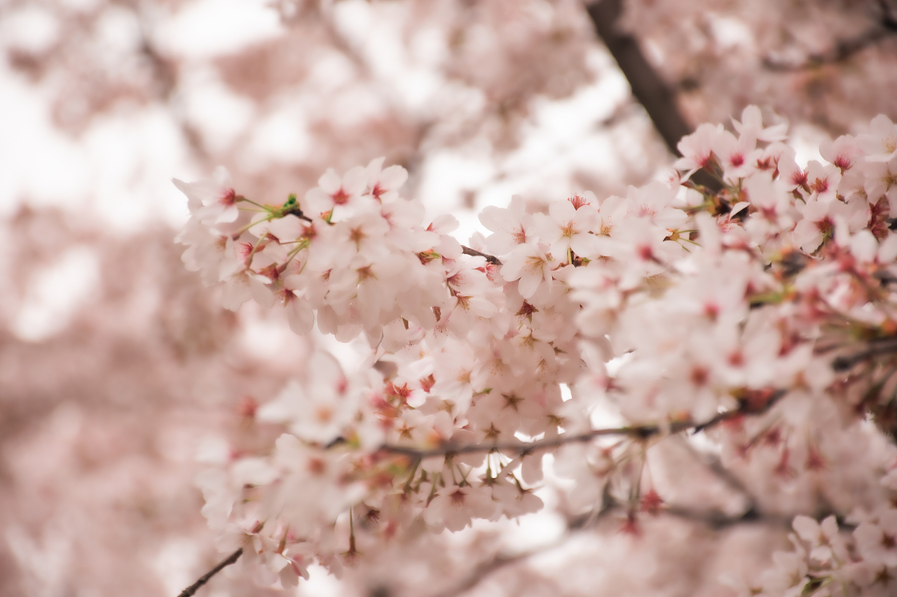 樱花盛开的季节🌸