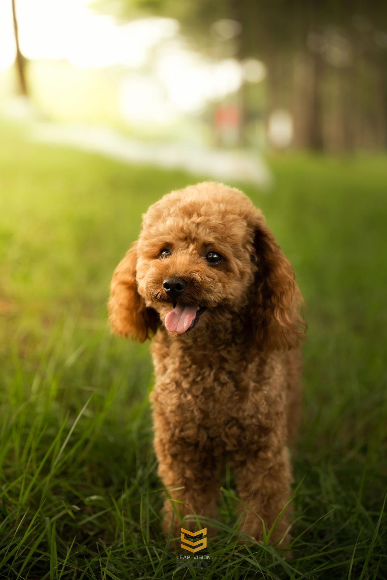 主人帶寵物狗散步（圖ZMzE4NDMxMTIw） - 寵物攝影 - 站酷設(shè)計師小樣攝影原創(chuàng)素材 - 站酷ZCOOL