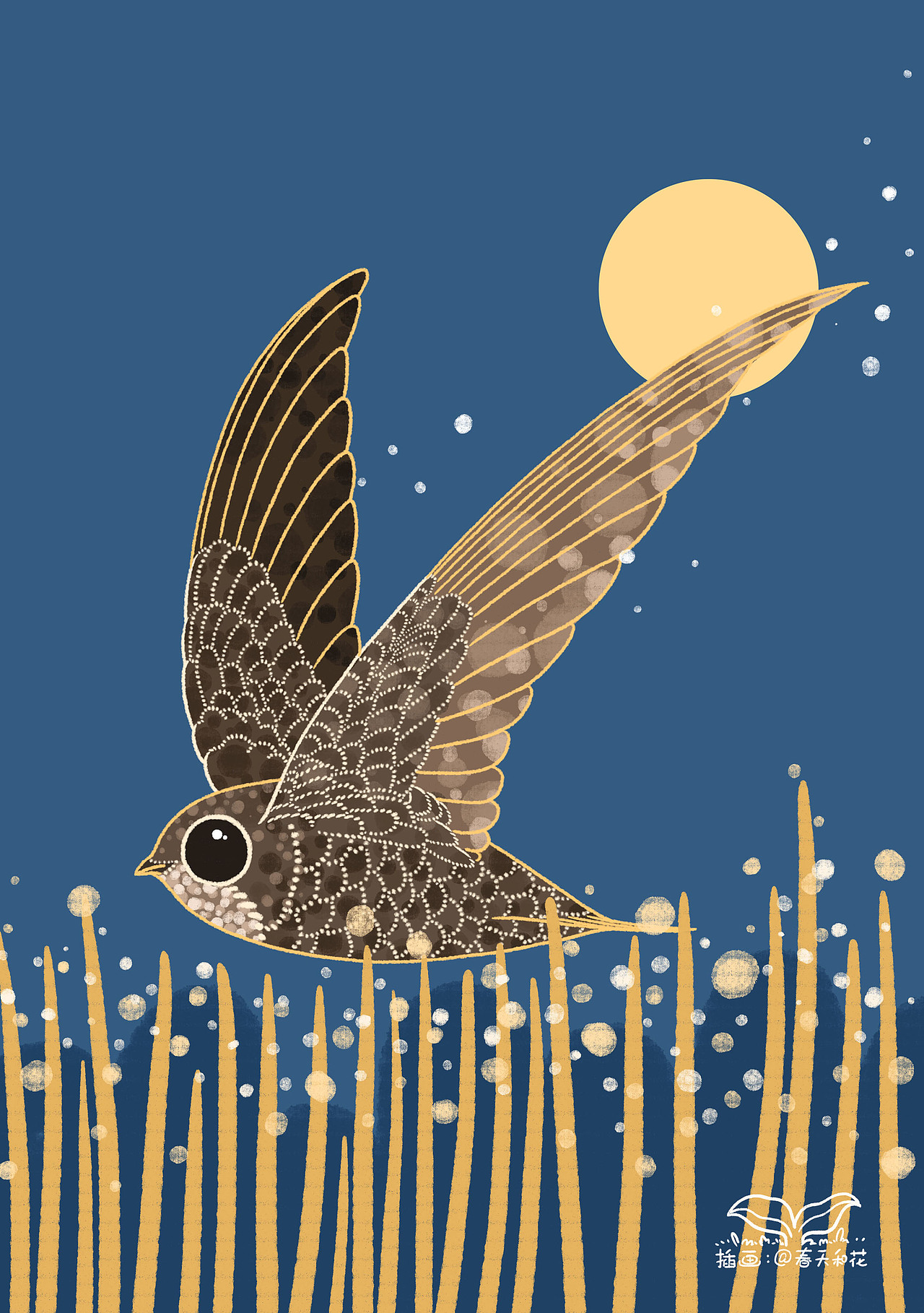 普通雨燕
<br>虽然它的名字叫做“普通雨燕”,但我看来,它一点儿也不普通,它的身形总让我想起小小的战斗机,我经常会在公园里看到它们的身影,就像一个一个小小的战斗机一样从我身边“嗖~”地一下飞过,我很难有一段短暂的稳定的时刻来观察它们,因为它们总是在飞行,而且飞行的很快,我的望远镜经常跟不上它们飞行的速度。看资料了解到,雨燕的一生中99%的时间都在飞行,小小的它具有非常惊人的飞行能力,它们可以在飞行的过程中张开嘴巴捕食昆虫,也能够在飞过水面的时候顺便喝几口水,这是多么令人惊叹的生存技能啊,今年要多去公园里,也许可以亲自看到上面所说的场景啊。