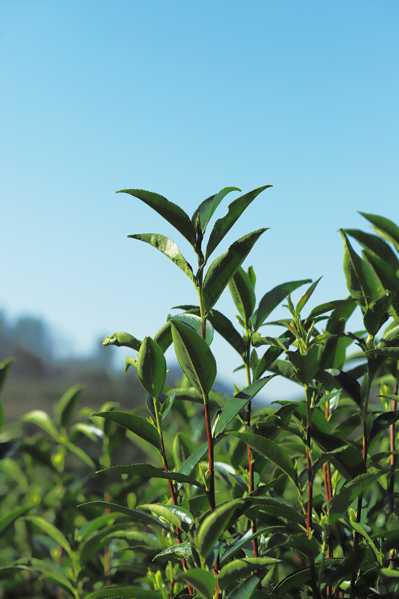 潮州凤凰山茶山照片图片