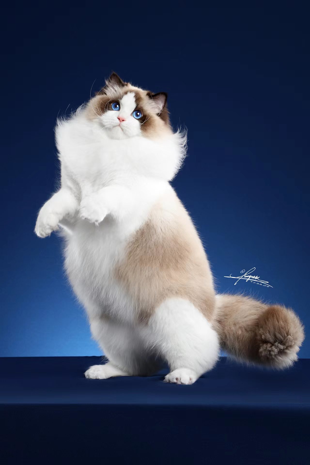布偶猫证件照