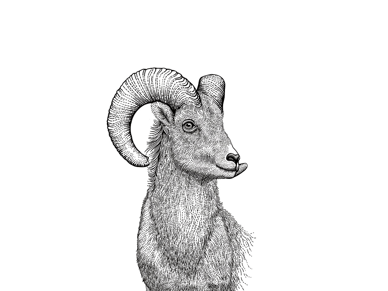 动物系列插画-2（图ZMjk2NTUzNzky） - 商业插画 - 站酷设计师一叶插画原创素材 - 站酷ZCOOL