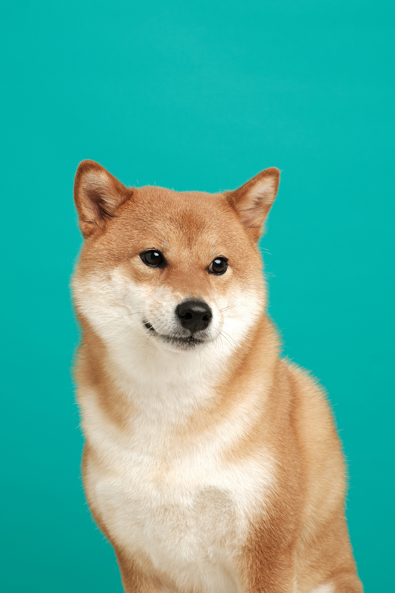 柴犬波波的彩色大头照（图ZMzE1NjQ0NTMy） - 宠物摄影 - 站酷设计师唐48原创素材 - 站酷ZCOOL