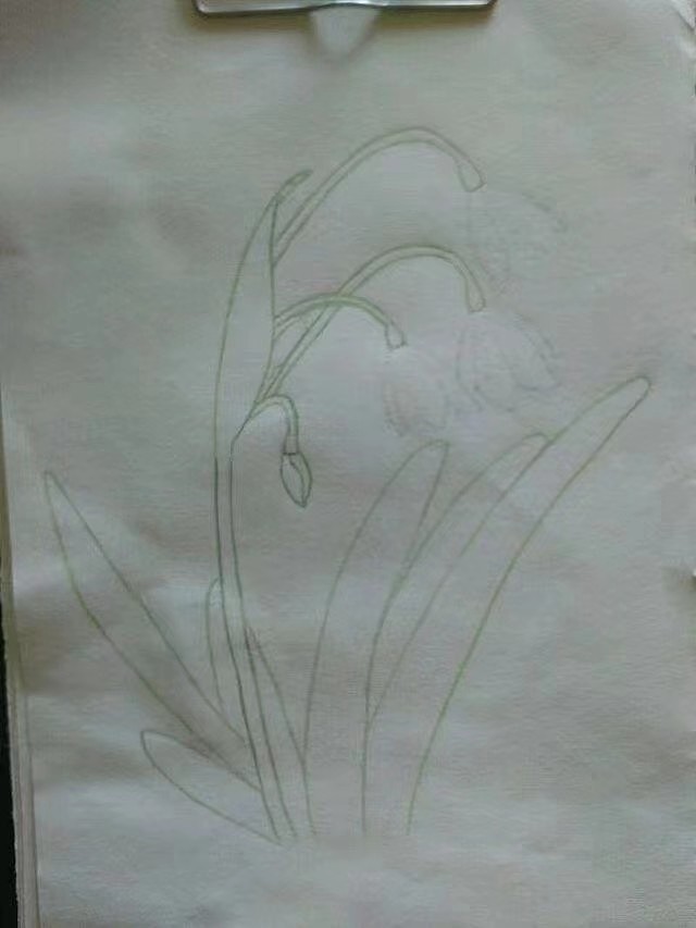 花卉彩铅过程图（图ZMjk4MDEyNjIw） - 其他 - 站酷设计师冲刺的蜗牛原创素材 - 站酷ZCOOL