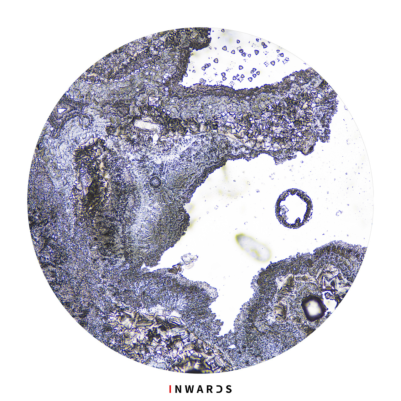 🦠（图ZMzAxOTEzMDEy） - 其他摄影 - 站酷设计师侯伯Sur原创素材 - 站酷ZCOOL