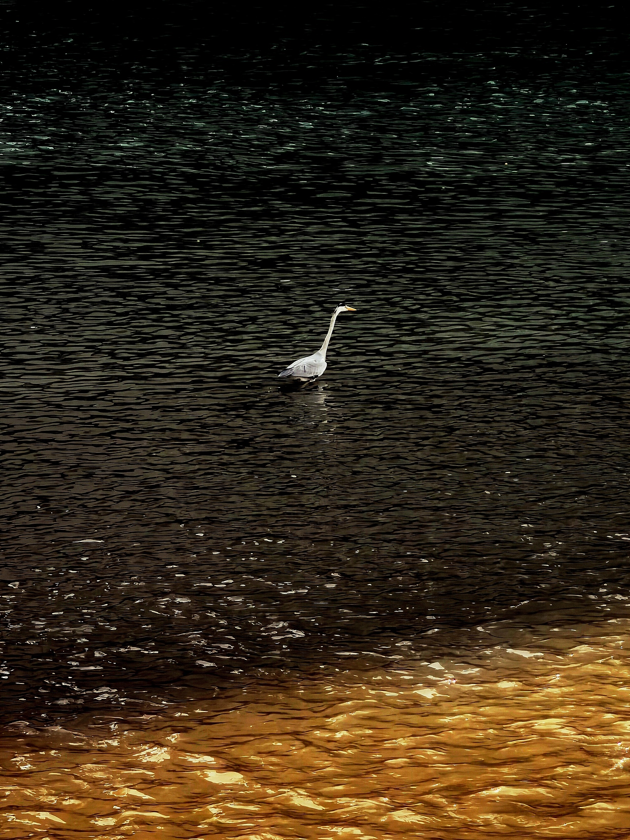 #WOW 春江水暖，鹭先知