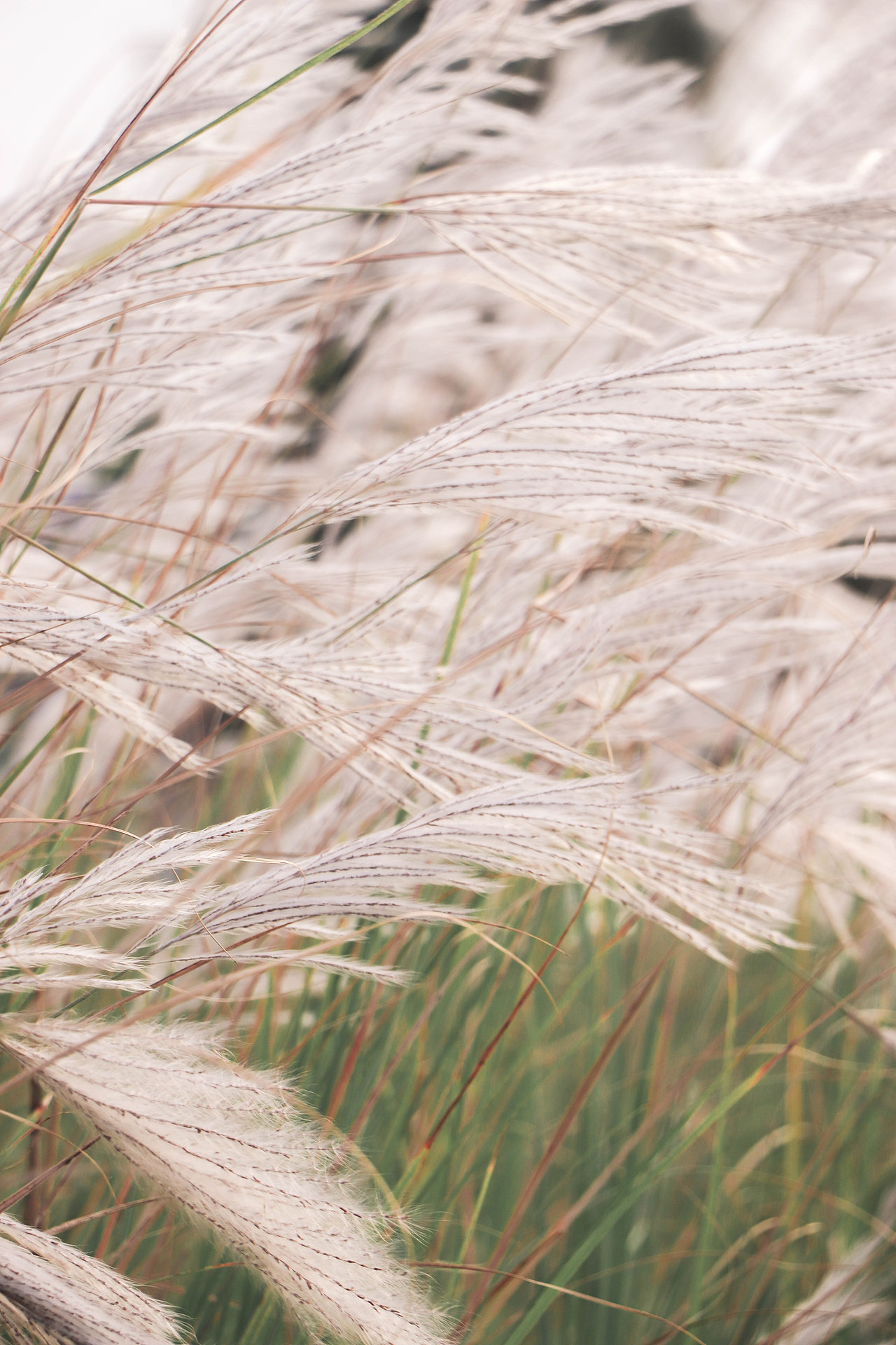 秋日芦苇（图ZMzM3OTg1NzU2） - 风光摄影 - 站酷设计师林二三_原创素材 - 站酷ZCOOL