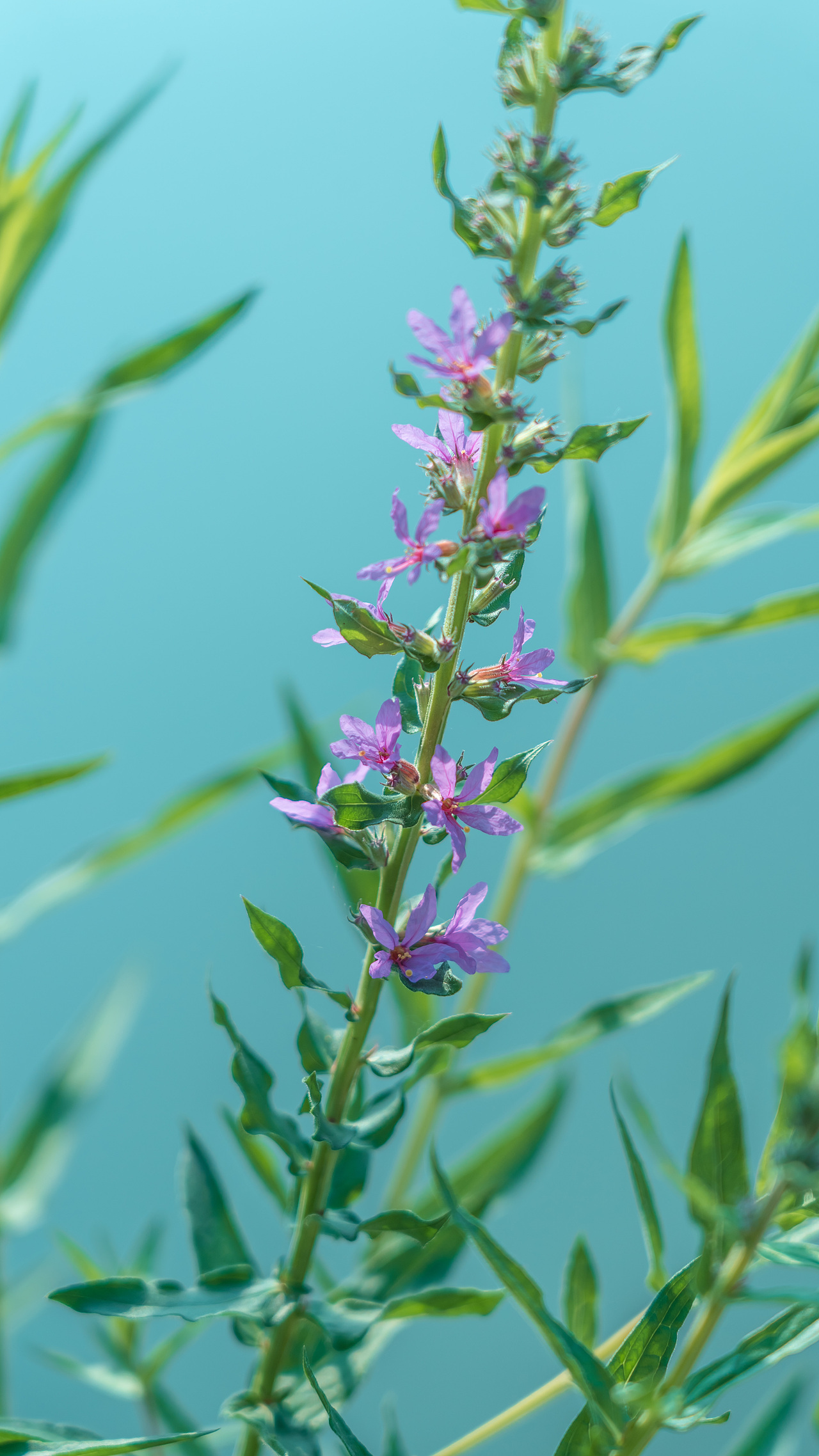 春天的花儿;上海植物园;植物;