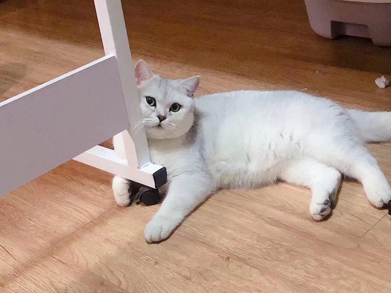 小样儿 这样都拿不下你?