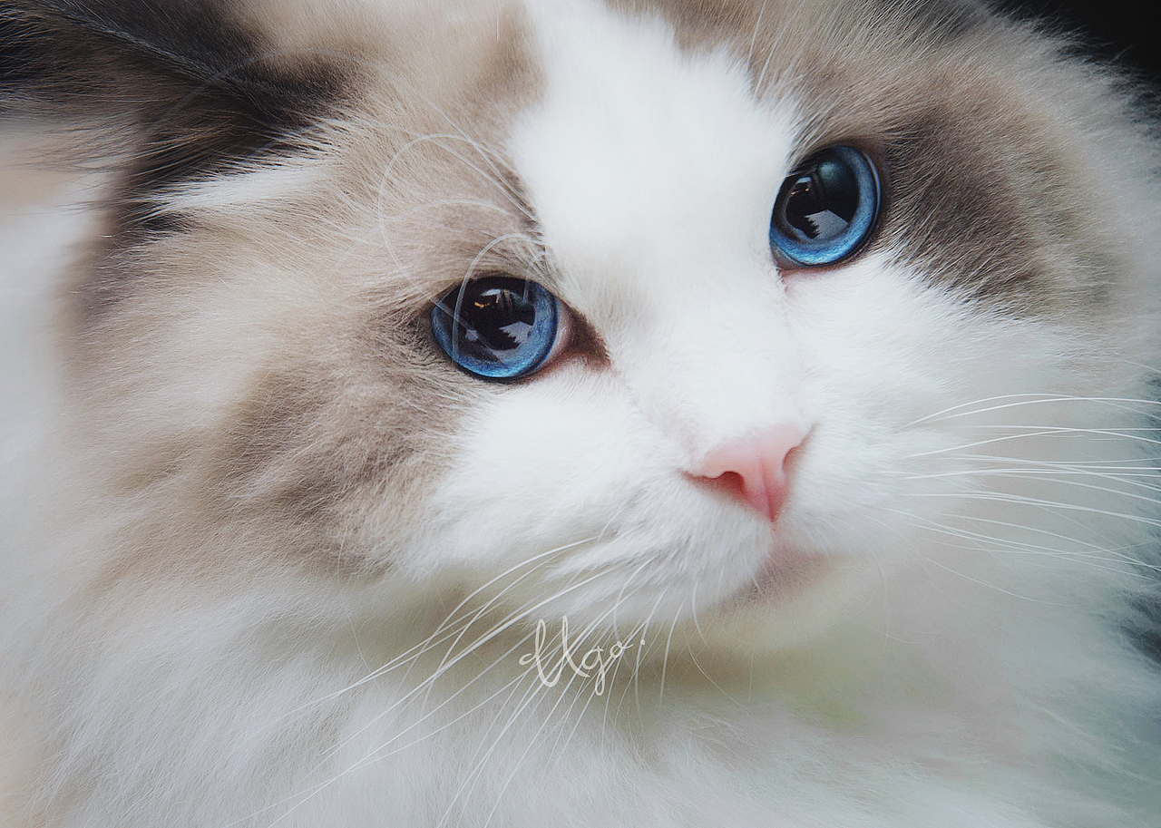 Gorgeous表达【动物摄影师何某某个人作品33】