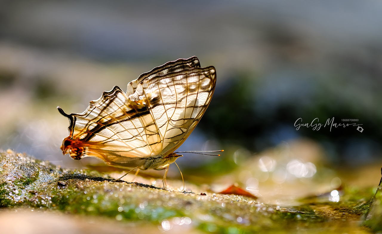 瓜哥生态微距-保护环境 人人有责（图ZMzQ2Nzg5ODIw） - 其他摄影 - 站酷设计师瓜哥微距摄影原创素材 - 站酷ZCOOL