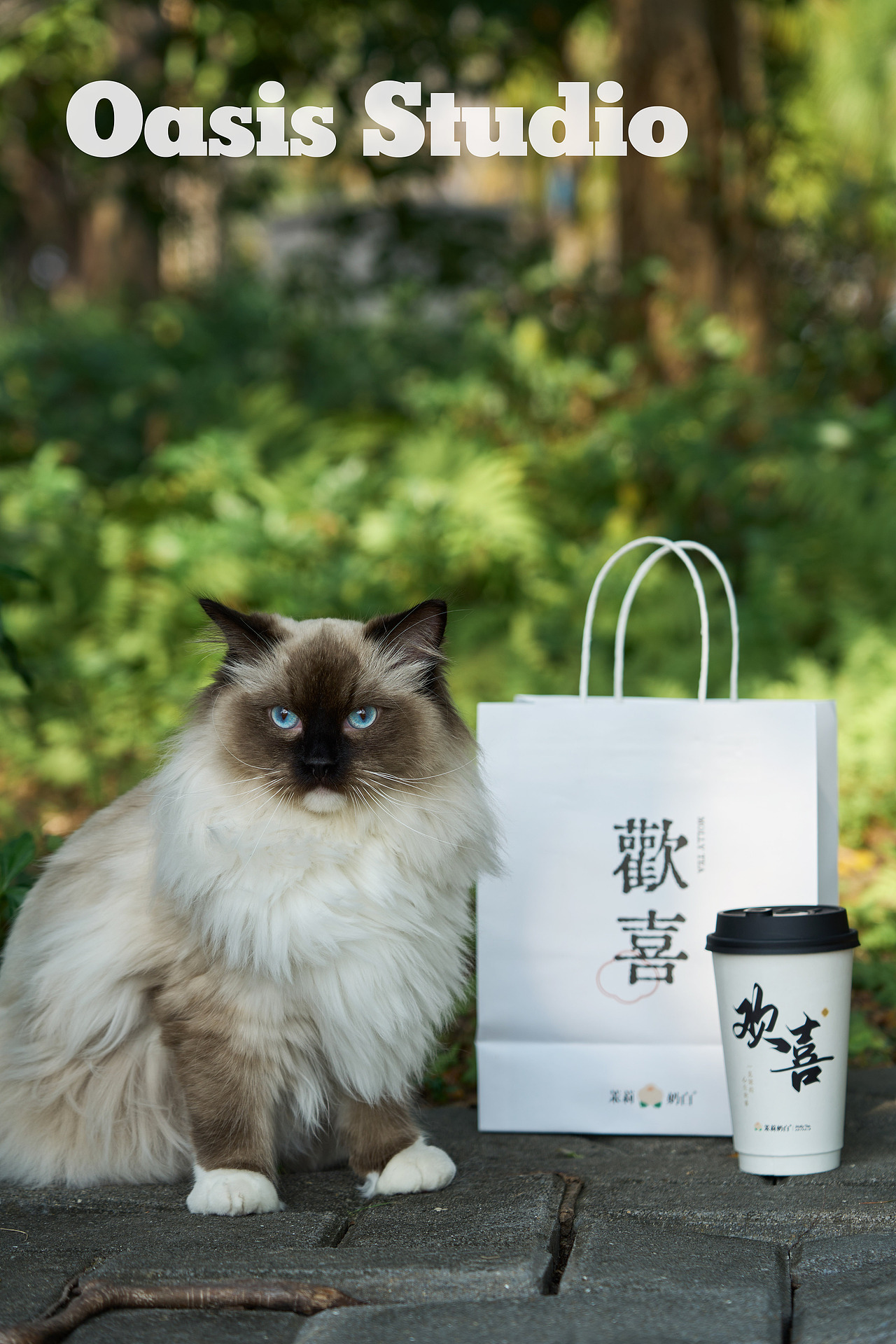 茉莉奶白猫猫创意图组（图ZMzMyNjAwNDEy） - 美食摄影 - 站酷设计师绿洲城颜究所原创素材 - 站酷ZCOOL
