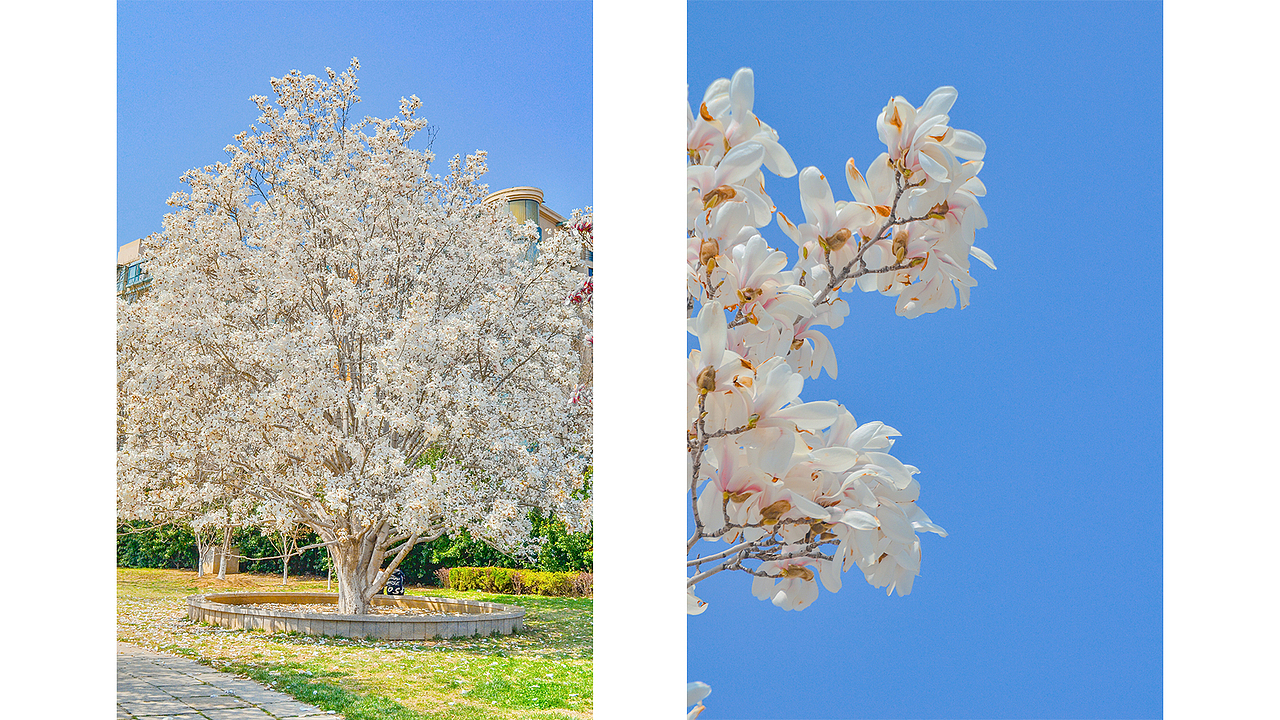 春日玉兰×风光拍摄