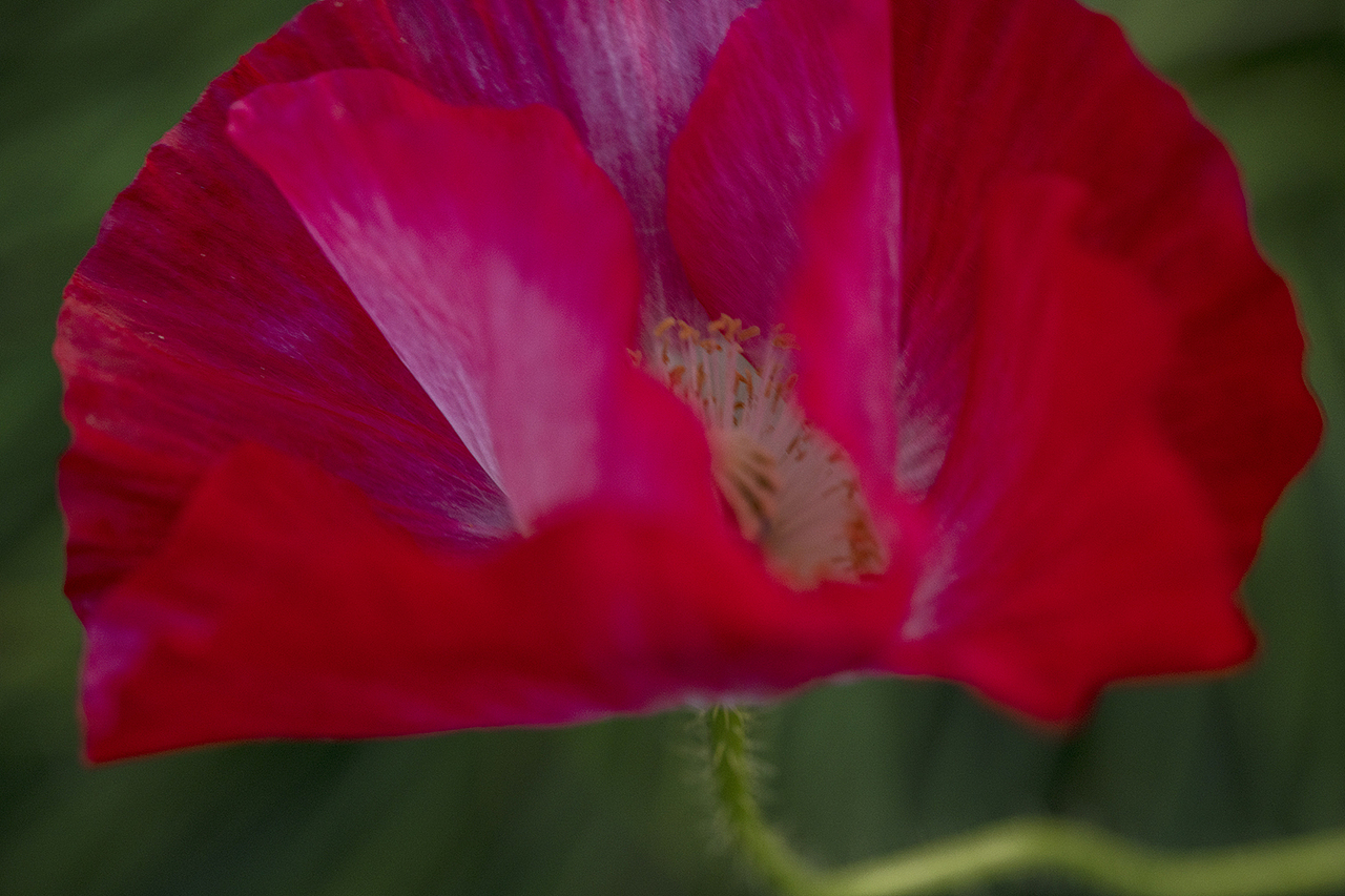 沪上疫情不锁春