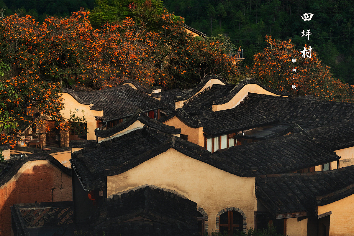 屏南四坪村柿子（图ZMzU0NzUwMzI4） - 风光摄影 - 站酷设计师摄影师陈荣杰原创素材 - 站酷ZCOOL
