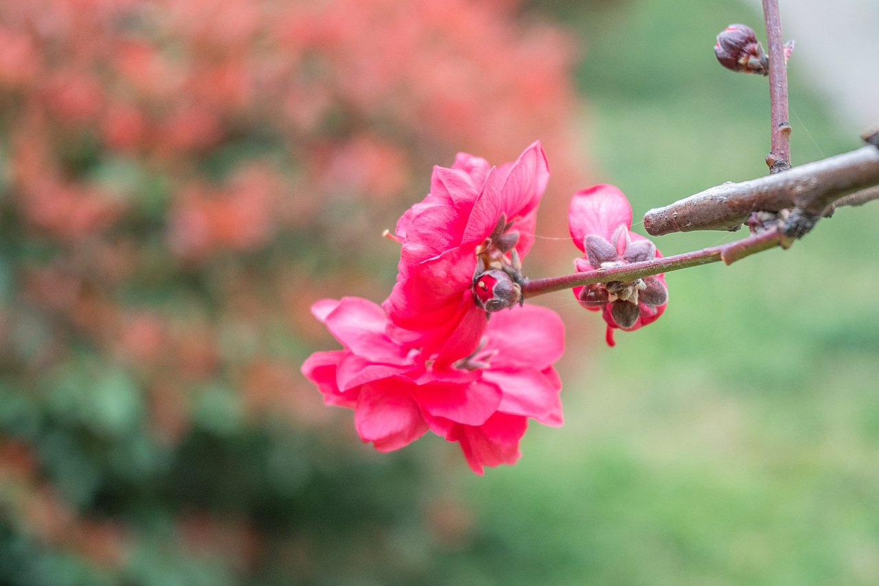 赏花怡情 春日绘梦