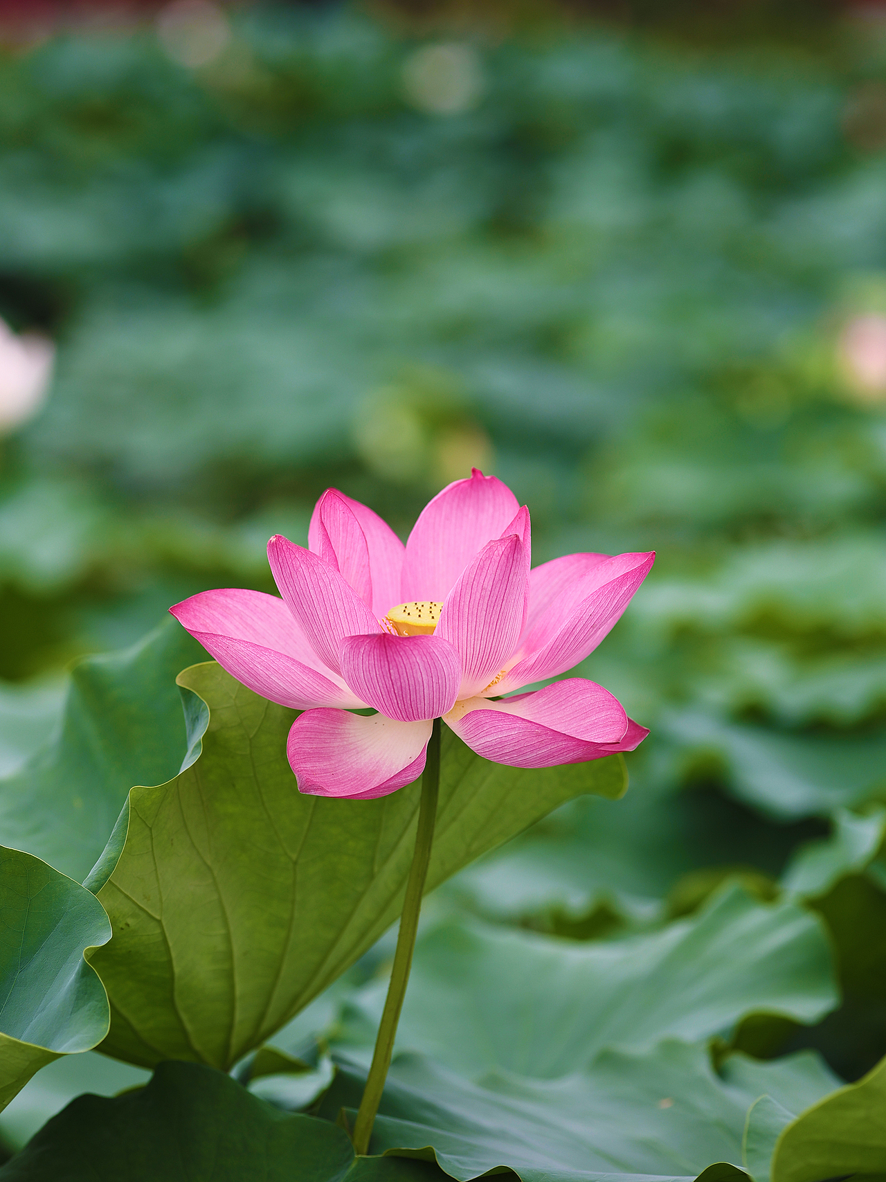 [游玩] 夏日觉醒：新津千亩荷塘（图ZMzI1ODYzMzMy） - 宠物摄影 - 站酷设计师摄影师_罗少原创素材 - 站酷ZCOOL