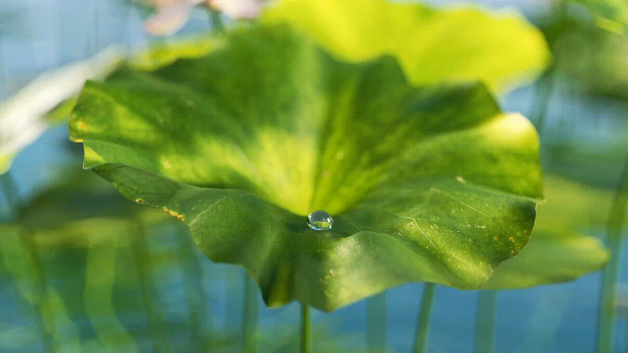 国风三维cg毕业短片——《琳琅》