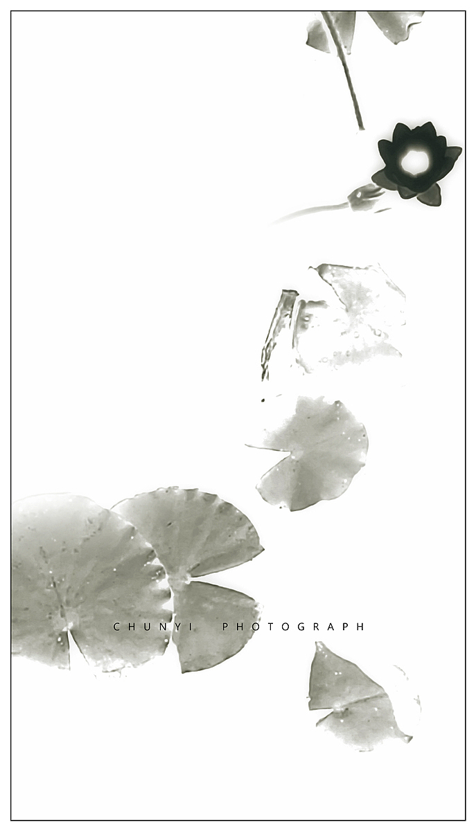 【2008-2019十年拍荷精选99幅 / 荷有四季，常乐我净】（图ZMjk4MzU1Nzcy） - 时尚/艺术摄影 - 站酷设计师Chunyi纯一原创素材 - 站酷ZCOOL