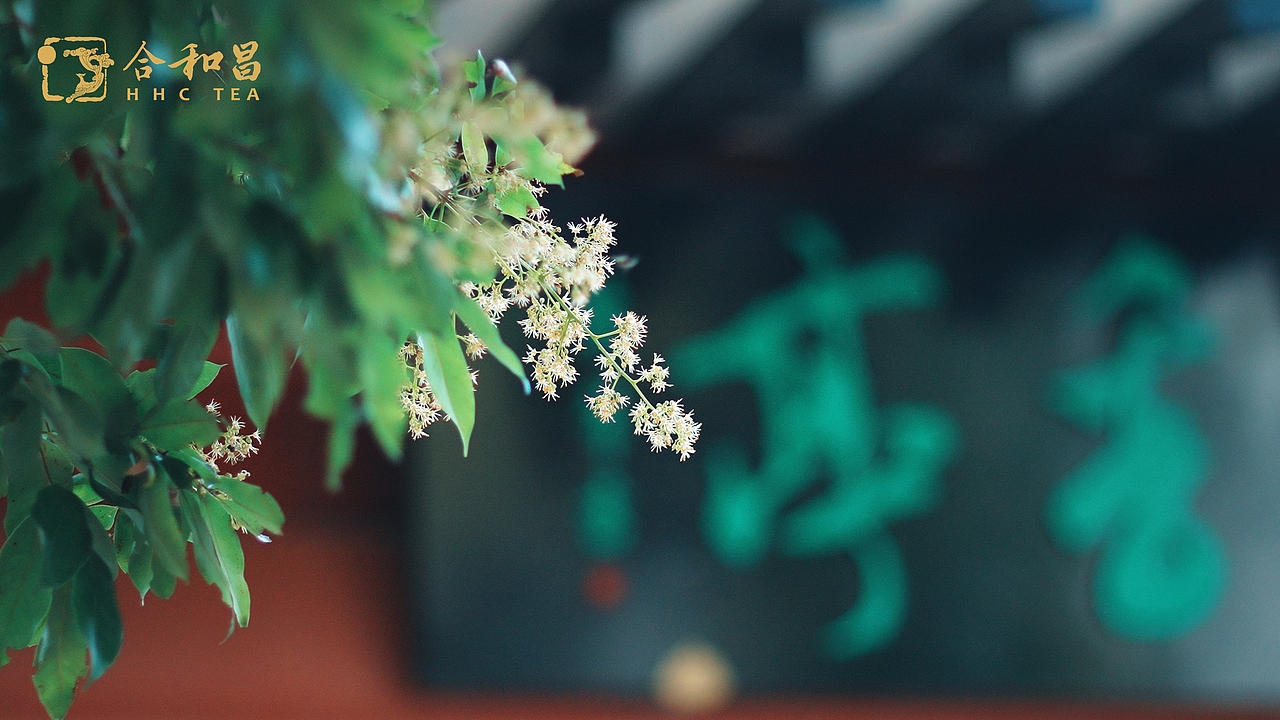 春| 普洱茶广告影片｜五福临门（图ZMzM3NTIzNDQ4） - 宣传片 - 站酷设计师摄影师大桂原创素材 - 站酷ZCOOL