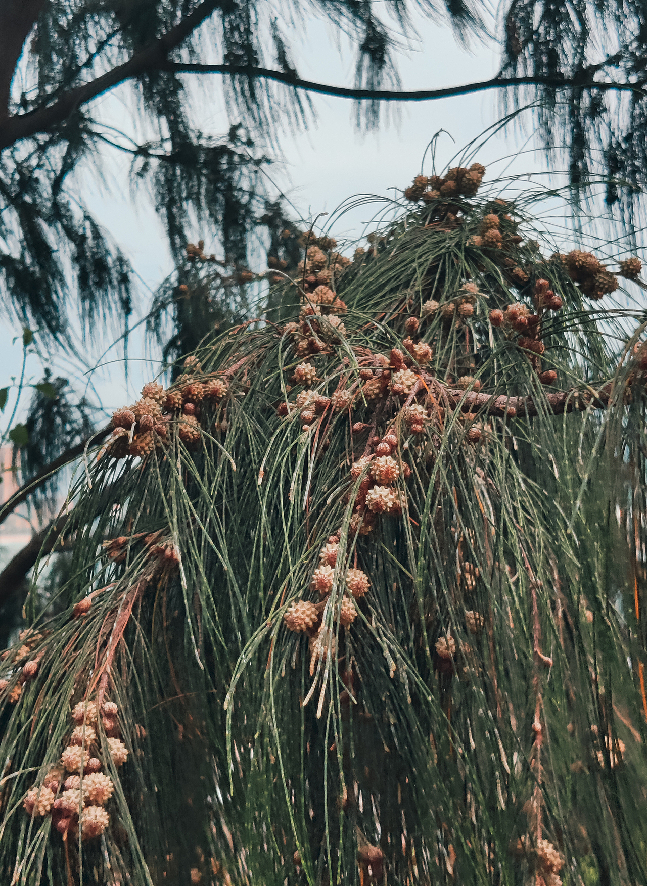 海岛之美 【手机摄影】