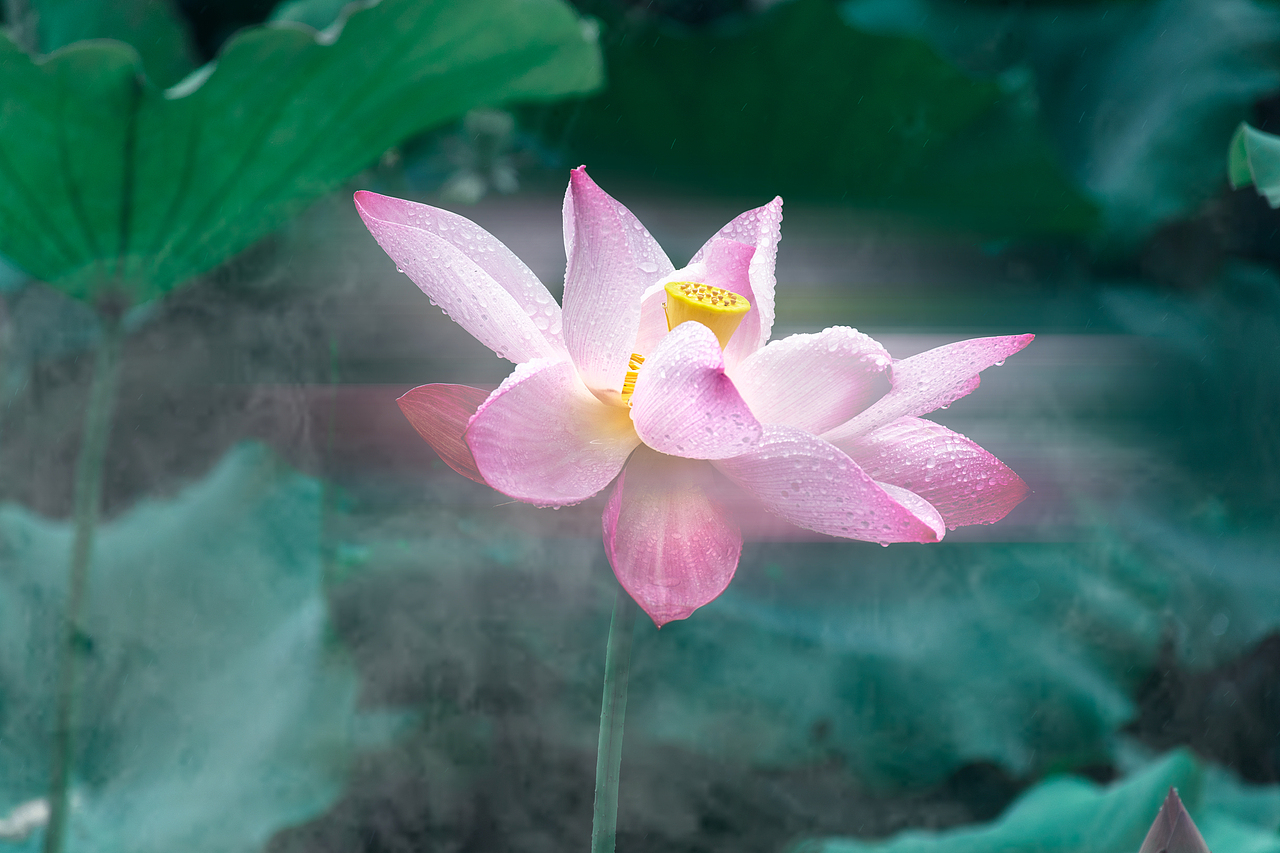 2023年夏天第二次拍的荷花（图ZMzQ0ODQwNzU2） - 其他摄影 - 站酷设计师香草秋刀鱼原创素材 - 站酷ZCOOL