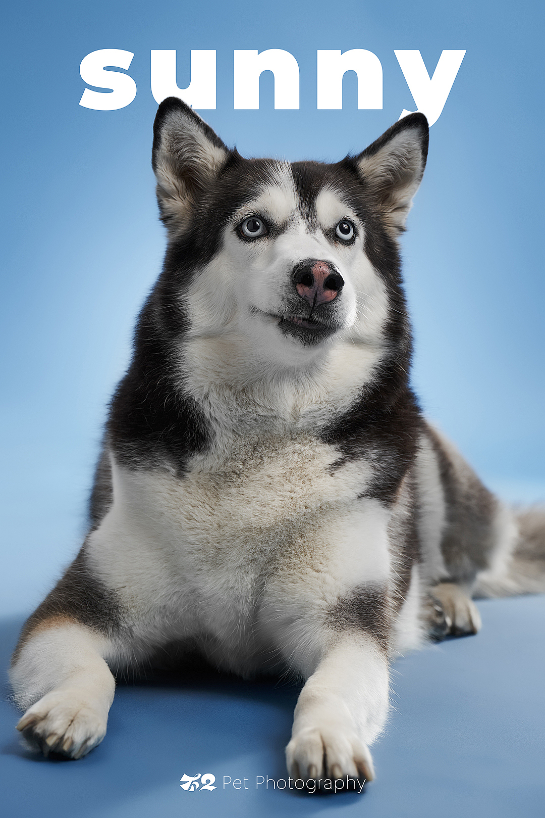 烟台美食摄影 | 萌宠 ✖ 不二造相