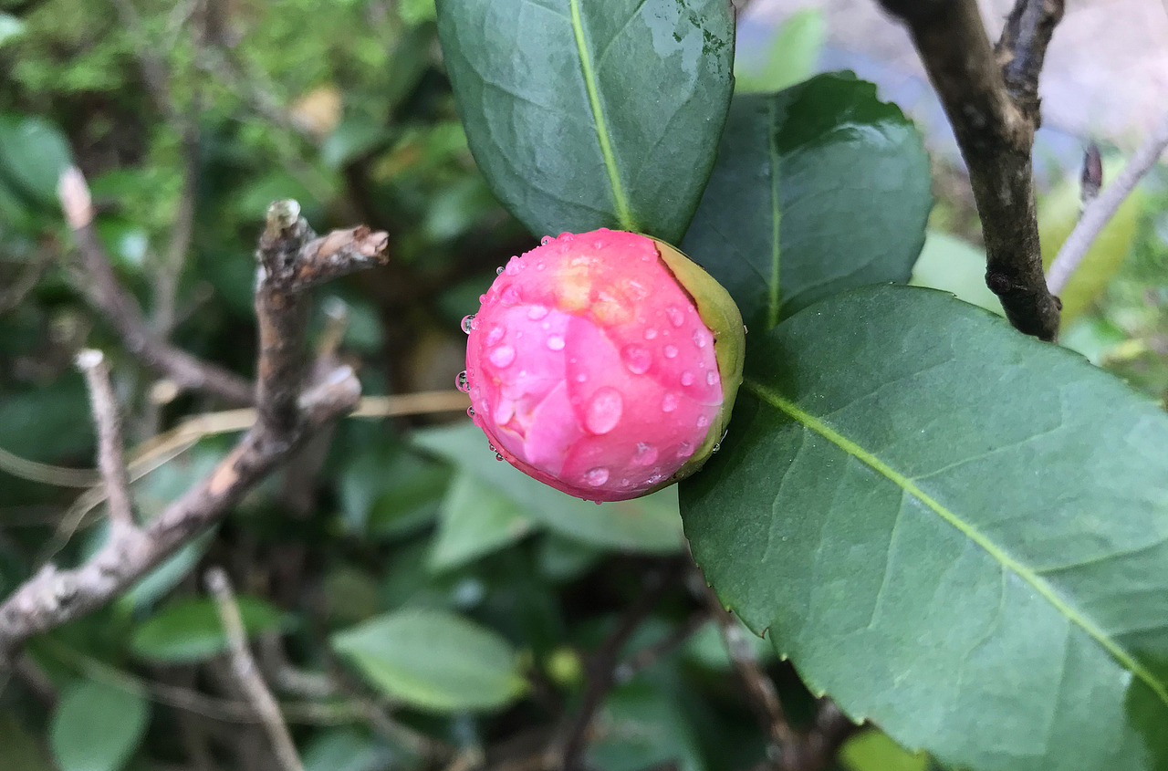 空山无人水流花开
