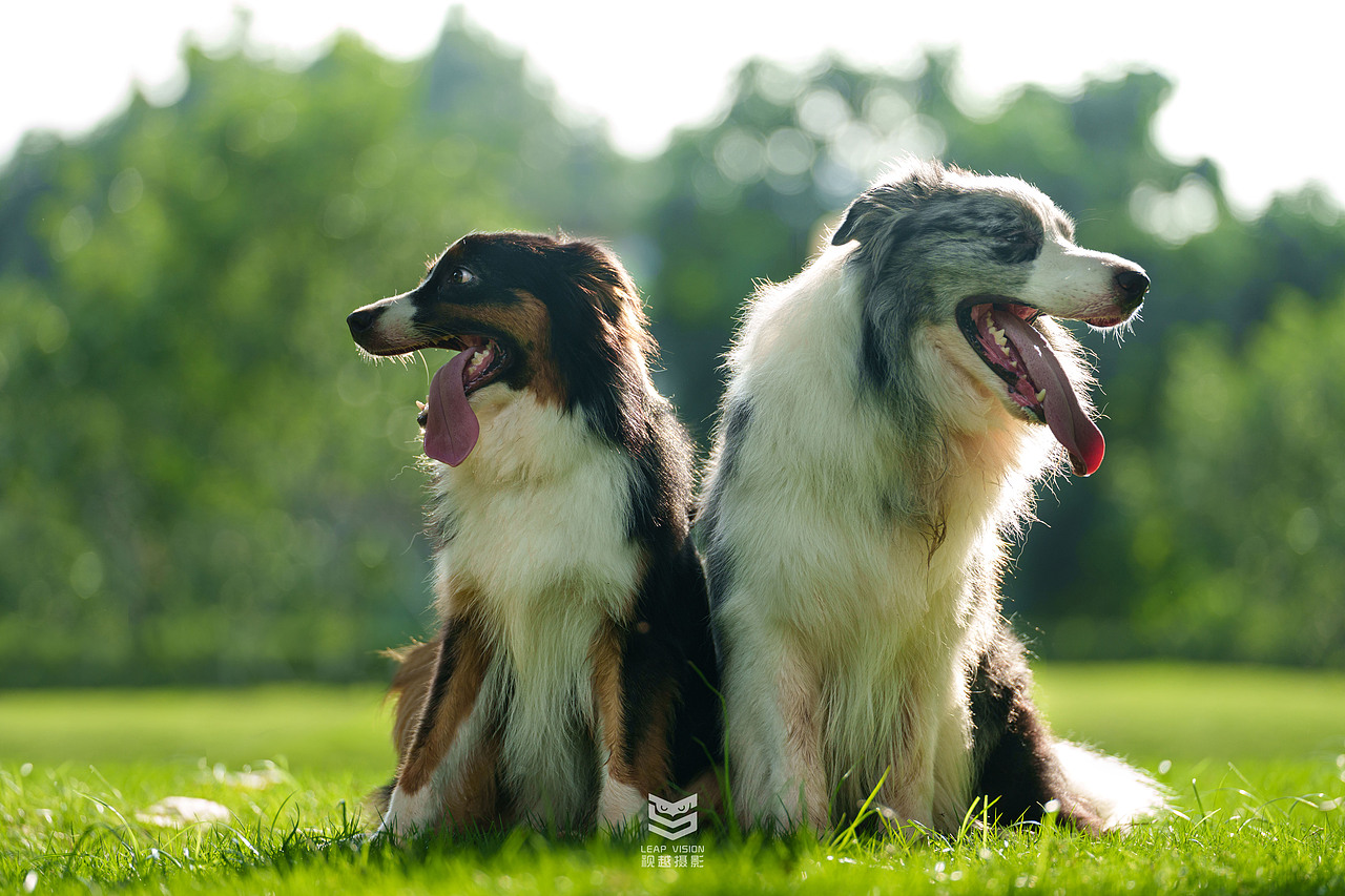 藍(lán)隕石邊牧拍攝（圖ZMzQzMDE2MTEy） - 寵物攝影 - 站酷設(shè)計師小樣攝影原創(chuàng)素材 - 站酷ZCOOL