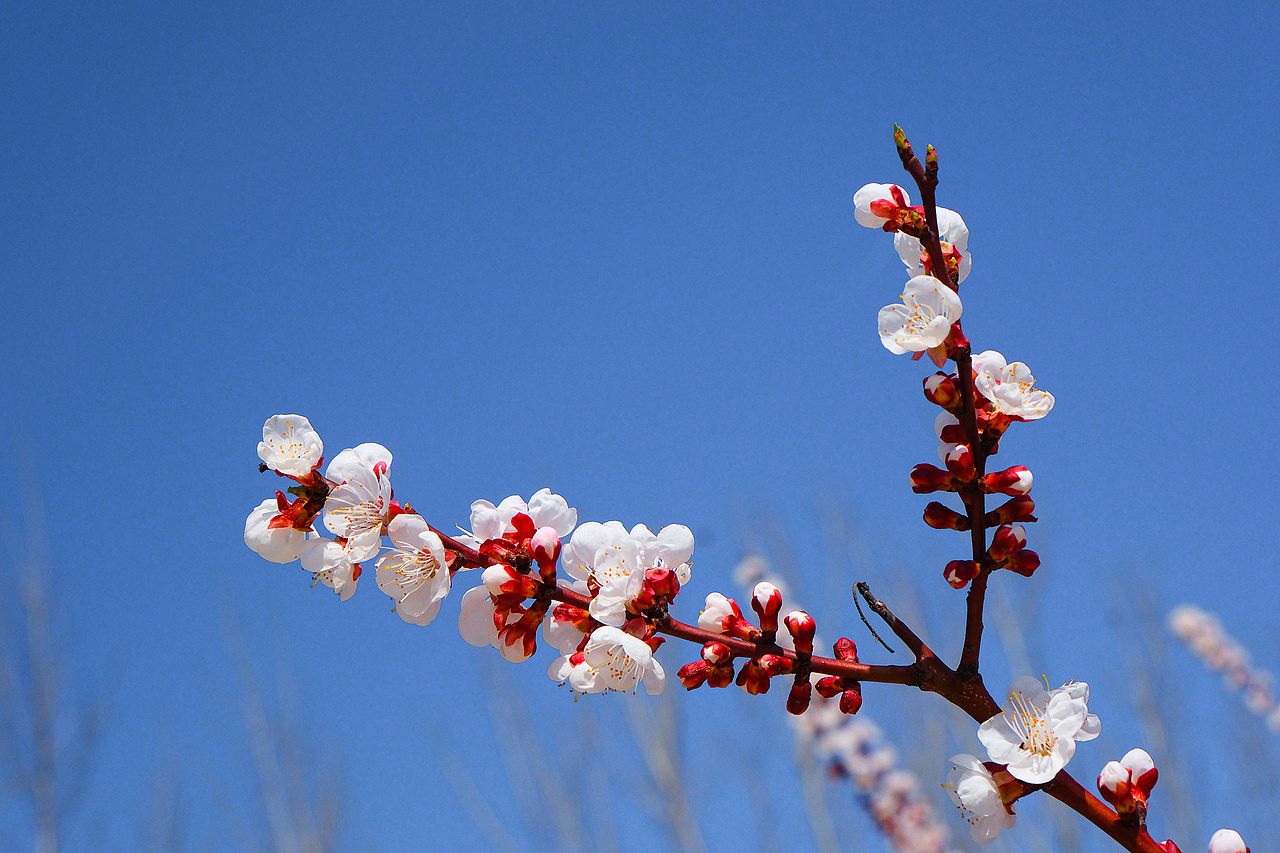 一些春光 一点分享