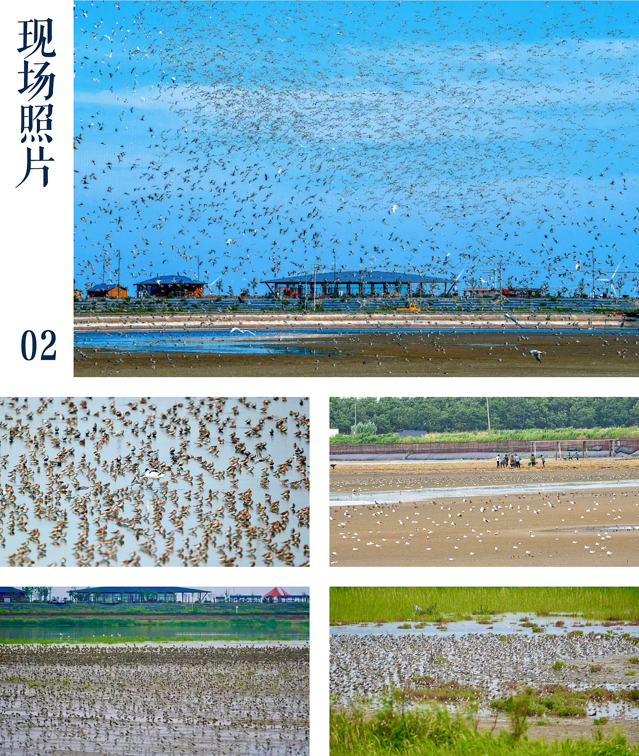 条子泥720观鸟赛.海报插画设计