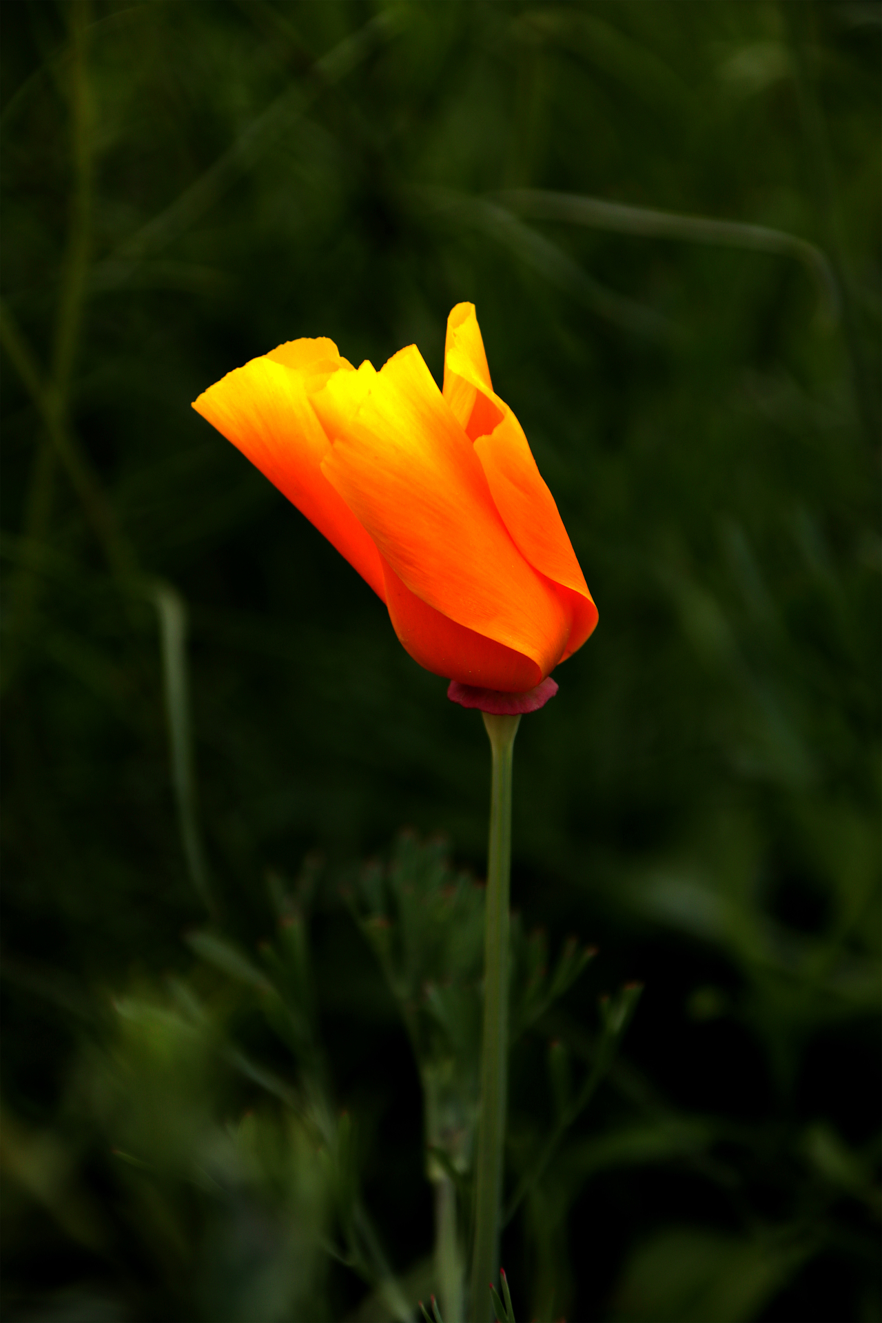 花菱草（图ZMjk5NDU0MDEy） - 人文/纪实摄影 - 站酷设计师傻白便签原创素材 - 站酷ZCOOL