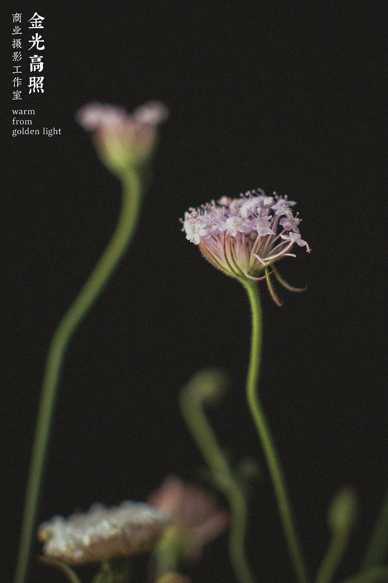 【手执烟火以谋生 心怀诗意以谋爱】近期工作和生活（图ZMjk4MjkxNzIw） - 产品摄影 - 站酷设计师金光高照商业摄影原创素材 - 站酷ZCOOL