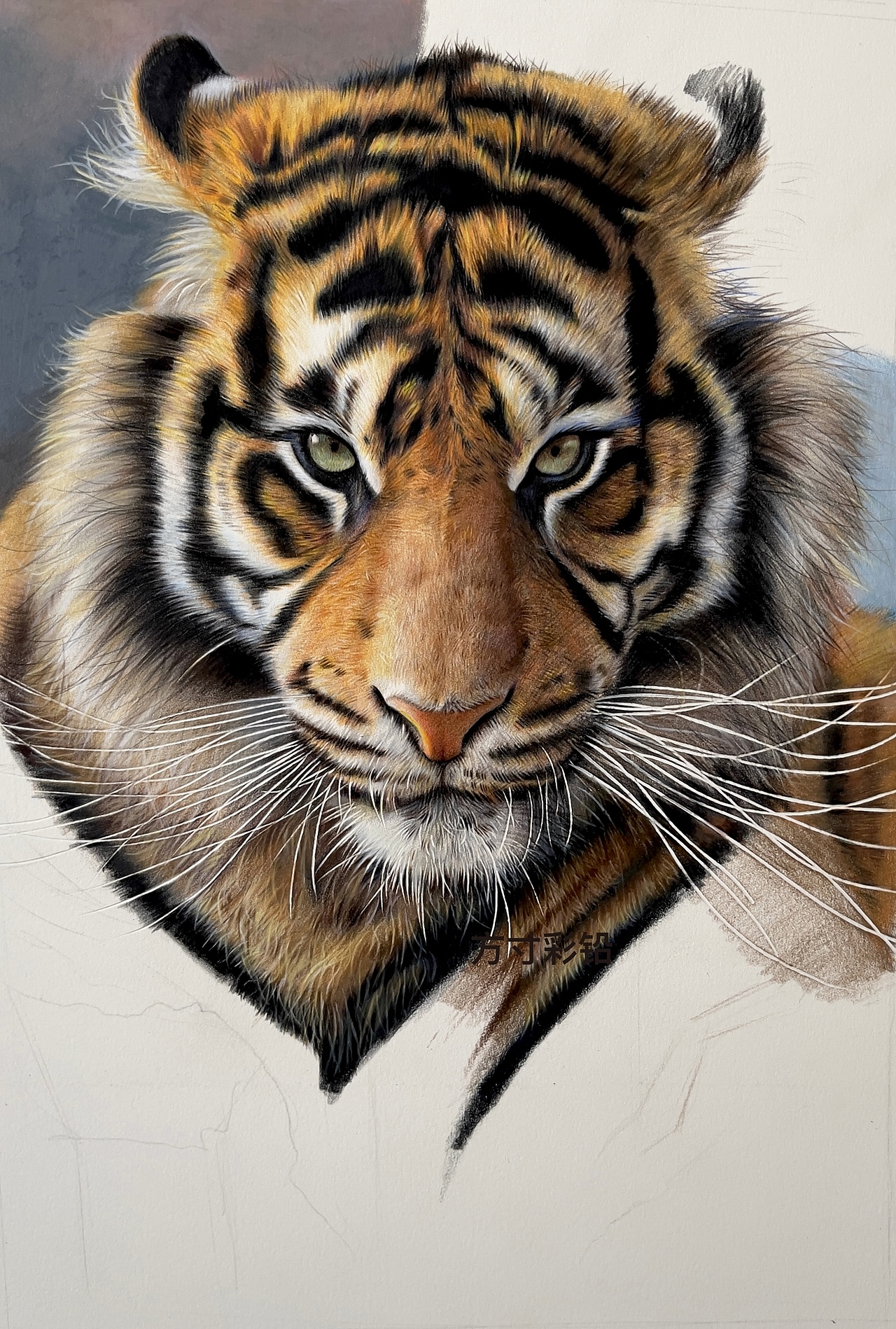 彩铅作品-虎