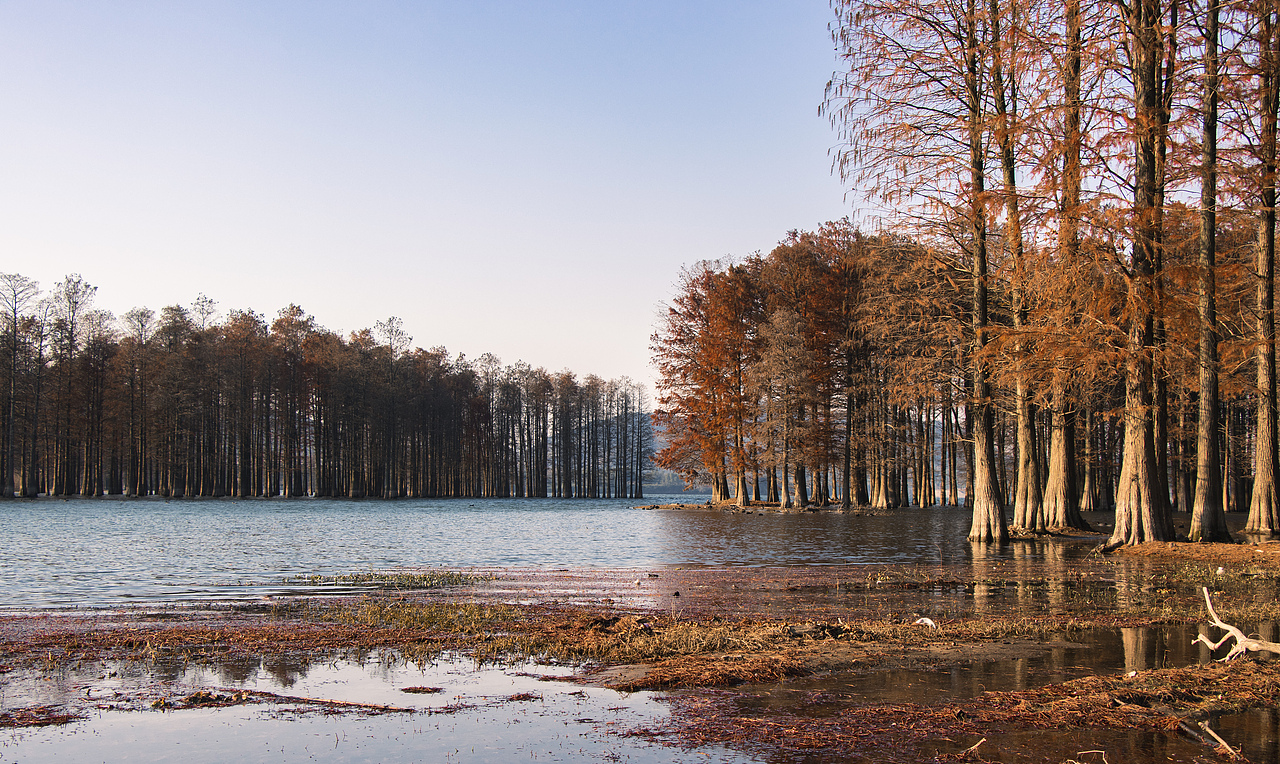 四明湖水杉林