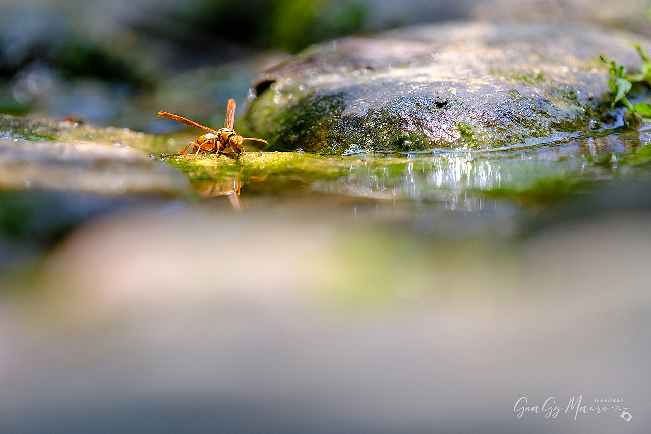 瓜哥生态微距-保护环境 人人有责（图ZMzQ2Nzg5ODI4） - 其他摄影 - 站酷设计师瓜哥微距摄影原创素材 - 站酷ZCOOL
