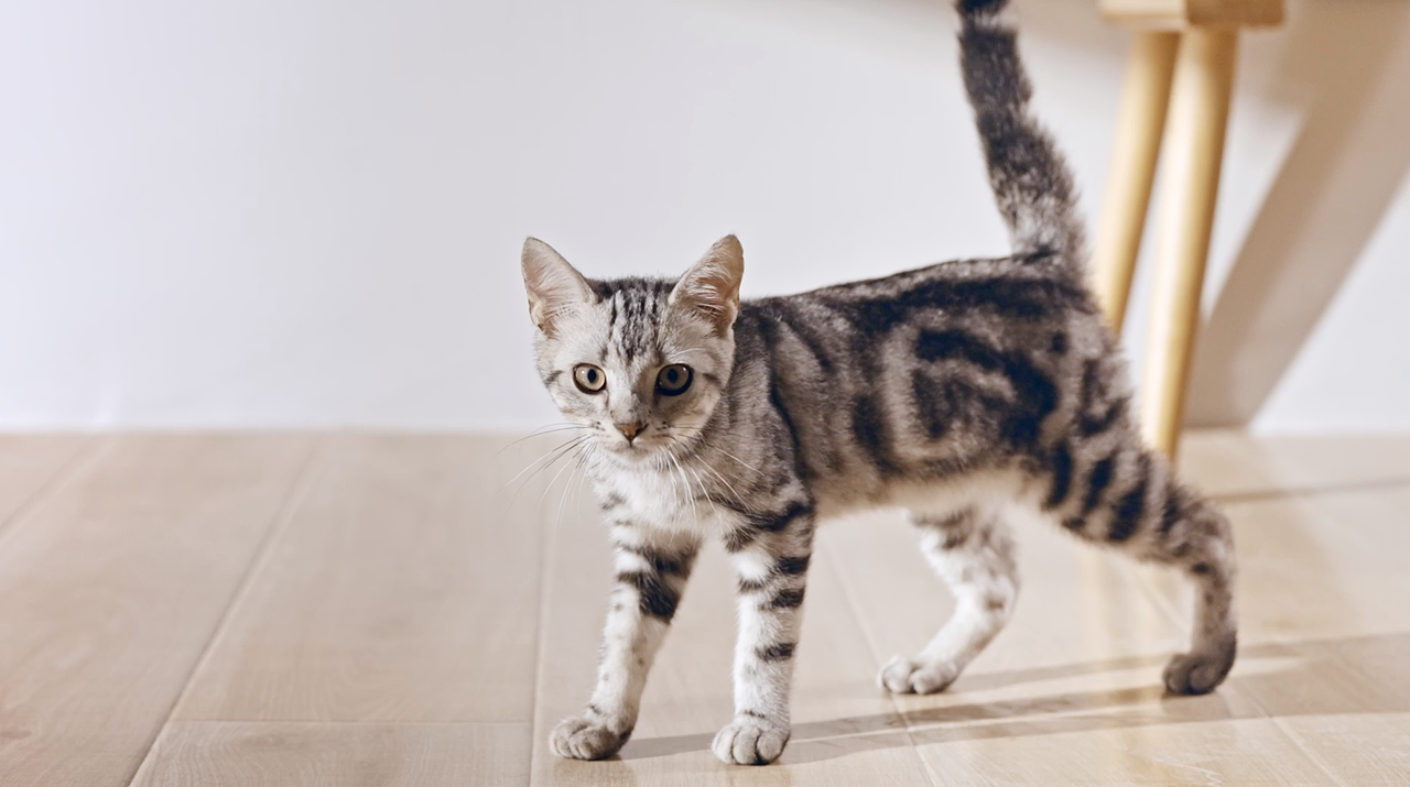 Petlibro宠物喂食器