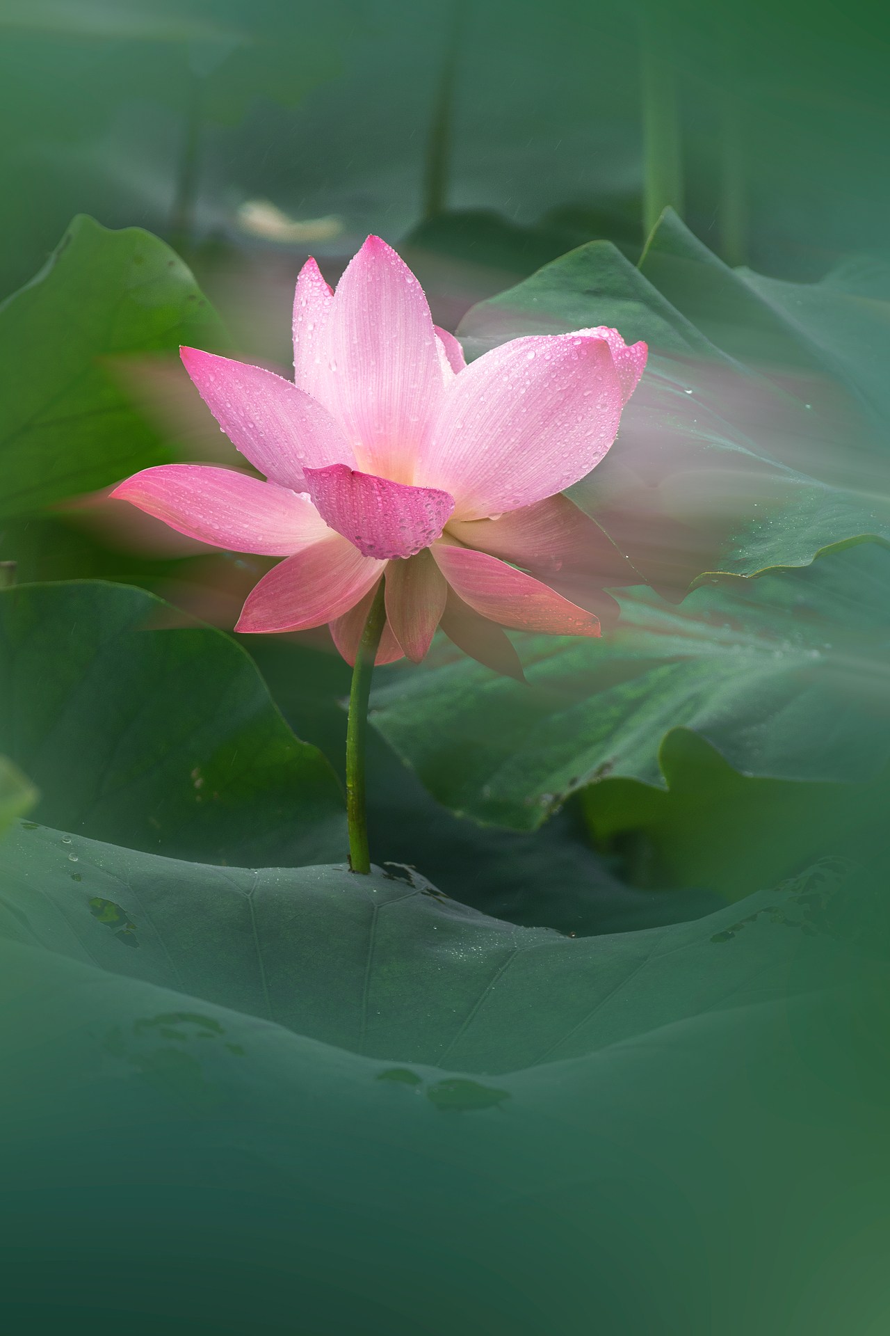 2023年夏天第二次拍的荷花（图ZMzQ0ODQwNzYw） - 其他摄影 - 站酷设计师香草秋刀鱼原创素材 - 站酷ZCOOL