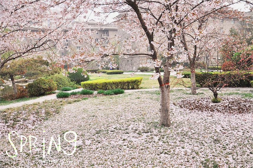 春天的随便乱照（图ZMjk5MjQ4MA==） - 风光摄影 - 站酷设计师chobi原创素材 - 站酷ZCOOL