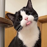Alex猫的头像