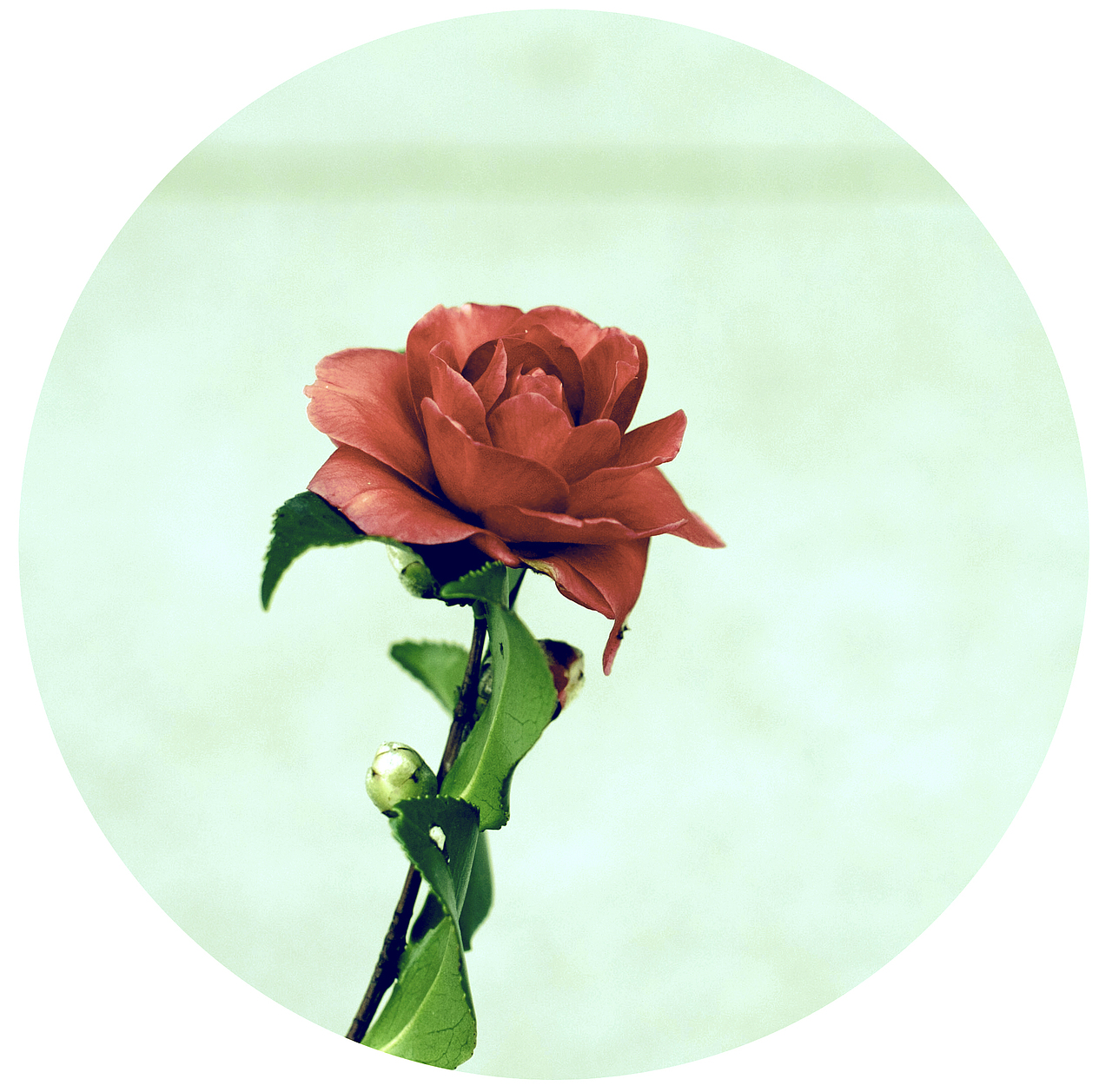 物语（图ZODQyNjk0MA==） - 产品摄影 - 站酷设计师Erdooo原创素材 - 站酷ZCOOL