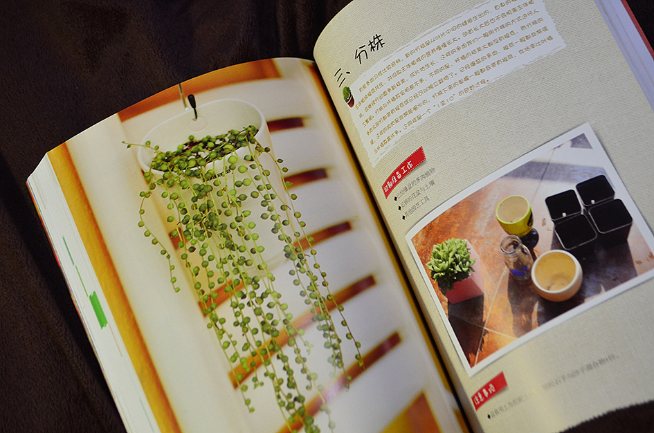 新做的书，和二木一起玩多肉（图ZMTAyOTA3MjA=） - 书籍/画册 - 站酷设计师丫丫Design原创素材 - 站酷ZCOOL