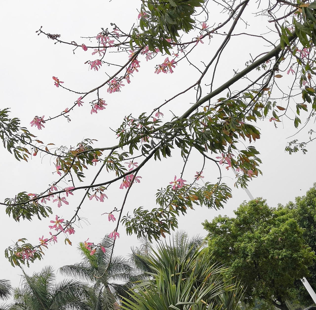 花-植 ❀2（图ZMjI4NzkwMjg4） - 产品摄影 - 站酷设计师紫月琉璃香原创素材 - 站酷ZCOOL