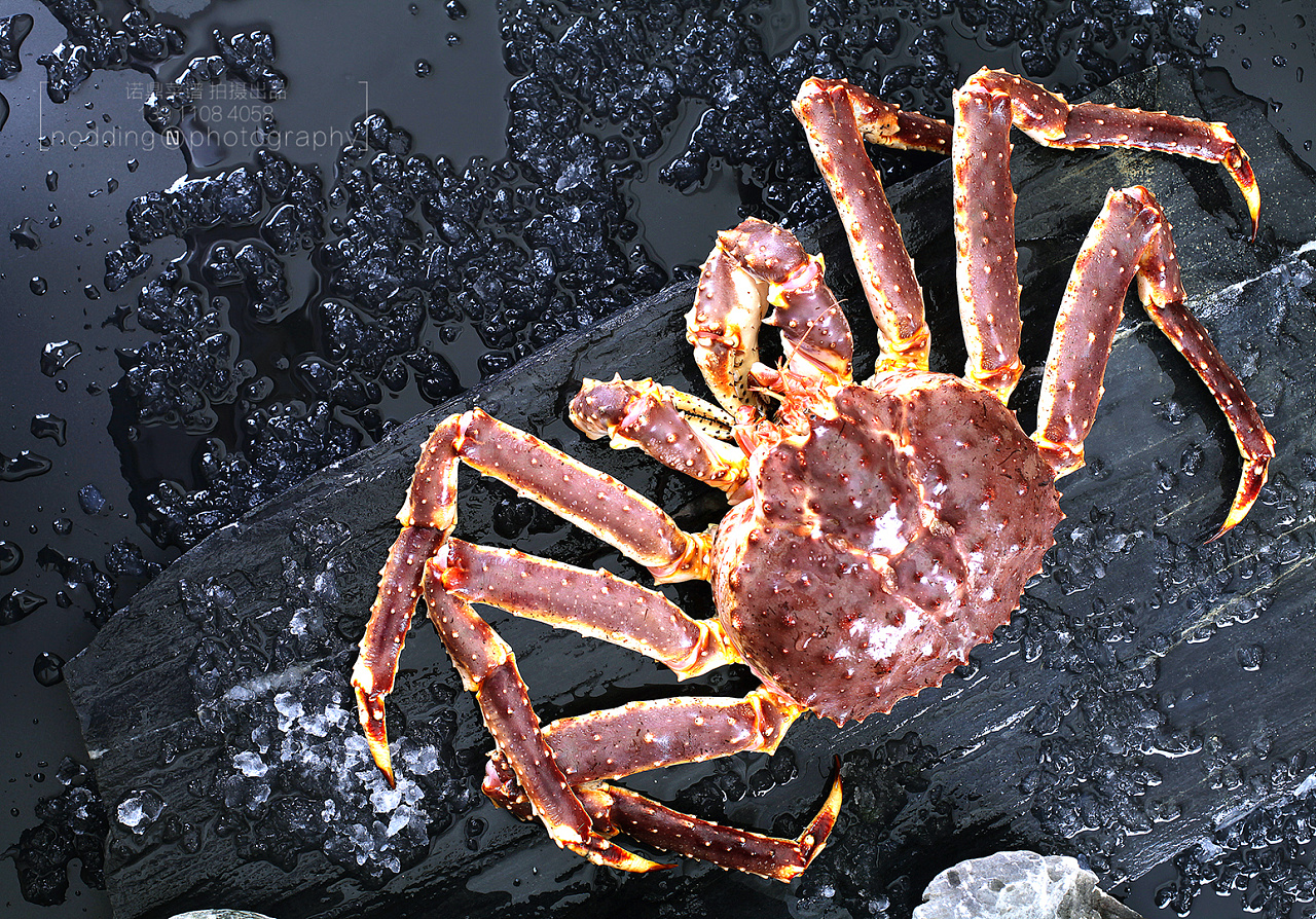 菜谱制作和菜谱设计中"帝王蟹"菜品的拍摄