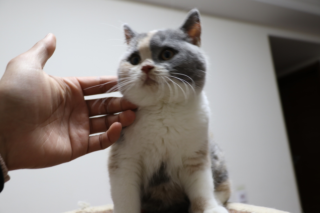 903英短三花-母-五粉 沐米猫舍  英短三花